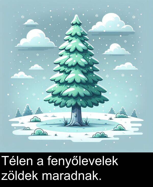 zöldek: Télen a fenyőlevelek zöldek maradnak.
