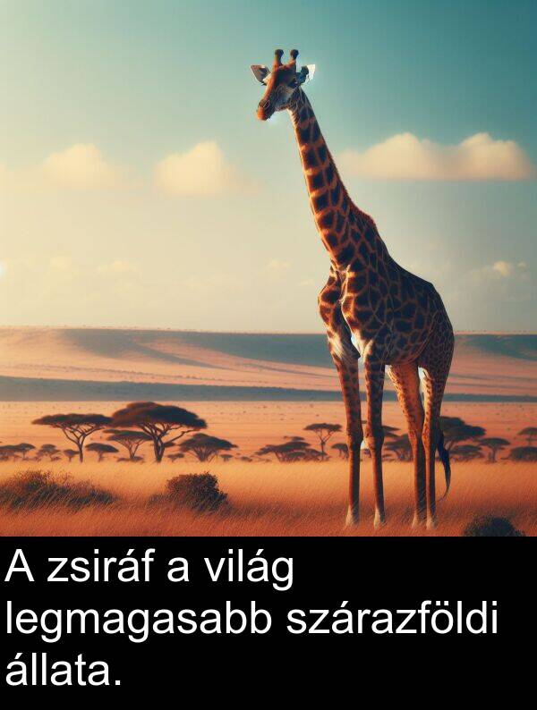 állata: A zsiráf a világ legmagasabb szárazföldi állata.