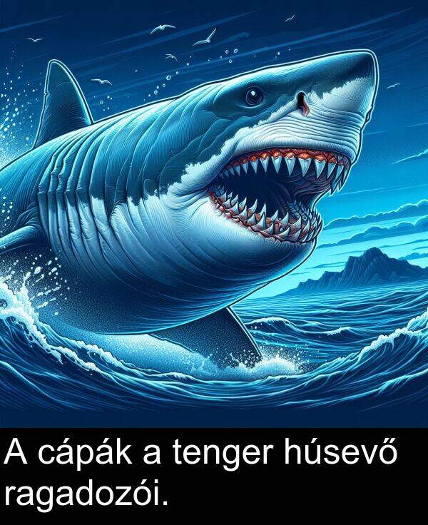 cápák: A cápák a tenger húsevő ragadozói.
