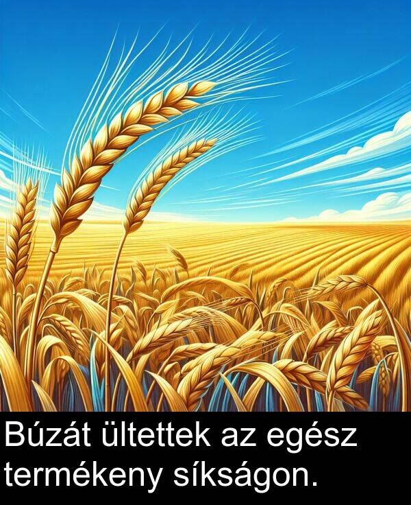 síkságon: Búzát ültettek az egész termékeny síkságon.