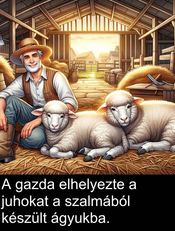 ágyukba: A gazda elhelyezte a juhokat a szalmából készült ágyukba.