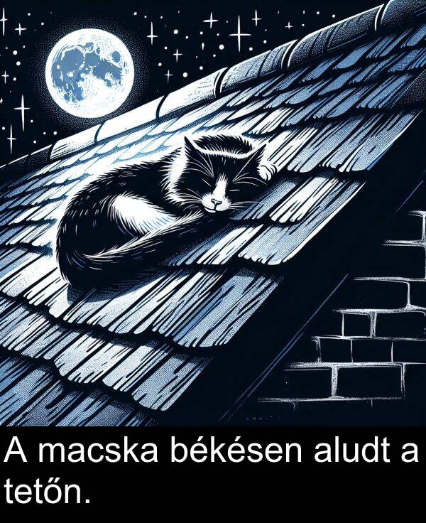 macska: A macska békésen aludt a tetőn.