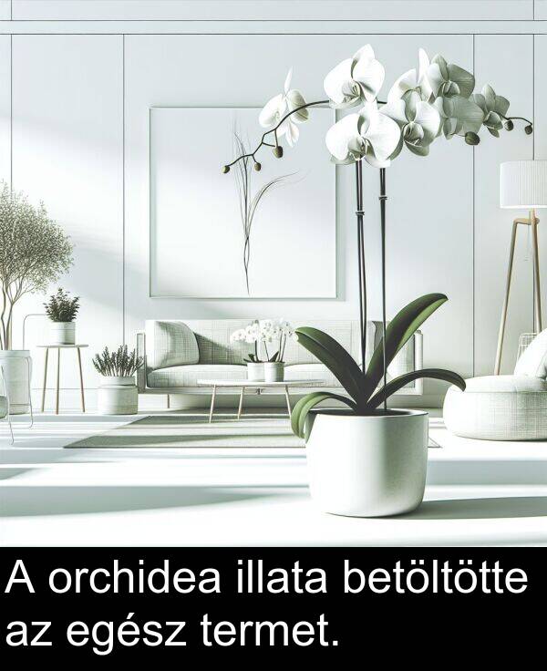 termet: A orchidea illata betöltötte az egész termet.