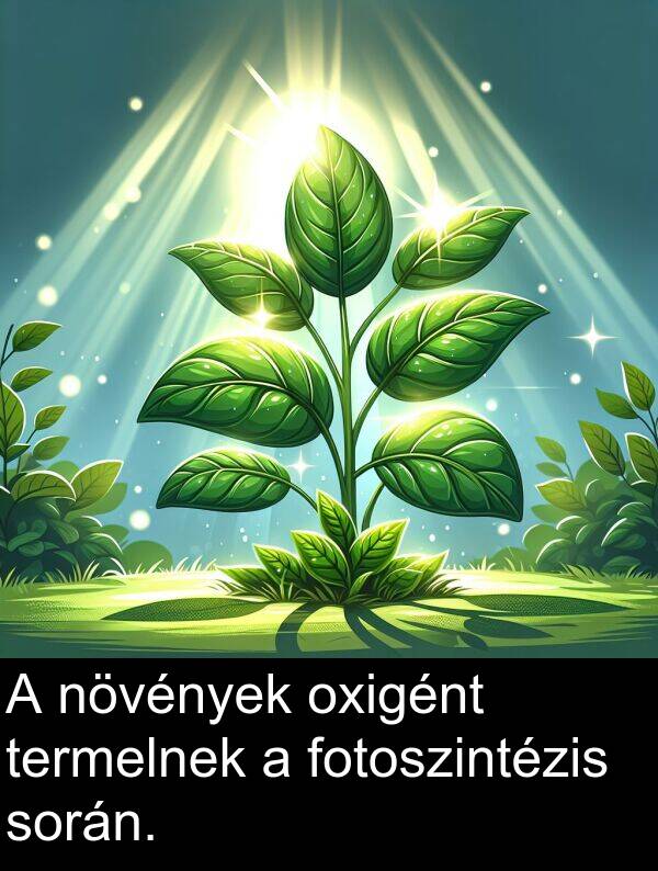 növények: A növények oxigént termelnek a fotoszintézis során.