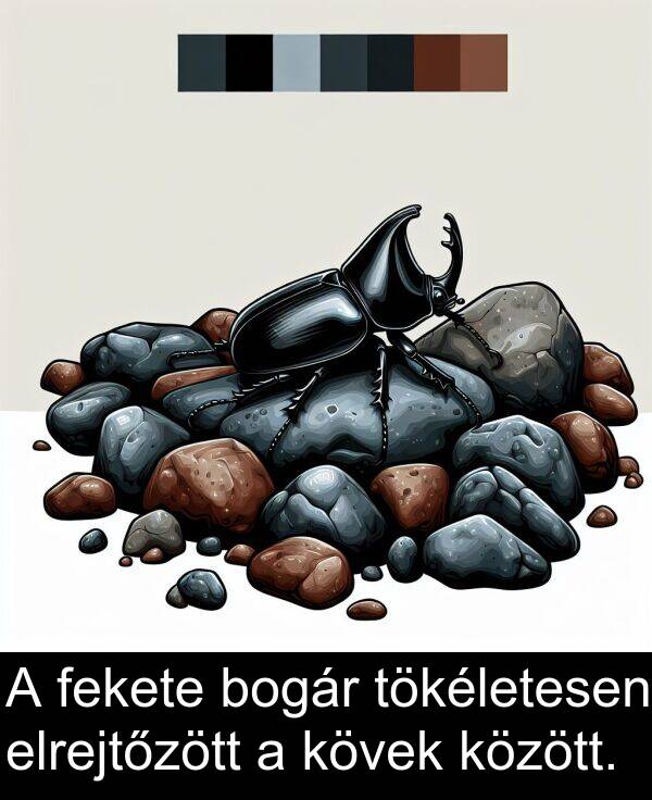 bogár: A fekete bogár tökéletesen elrejtőzött a kövek között.