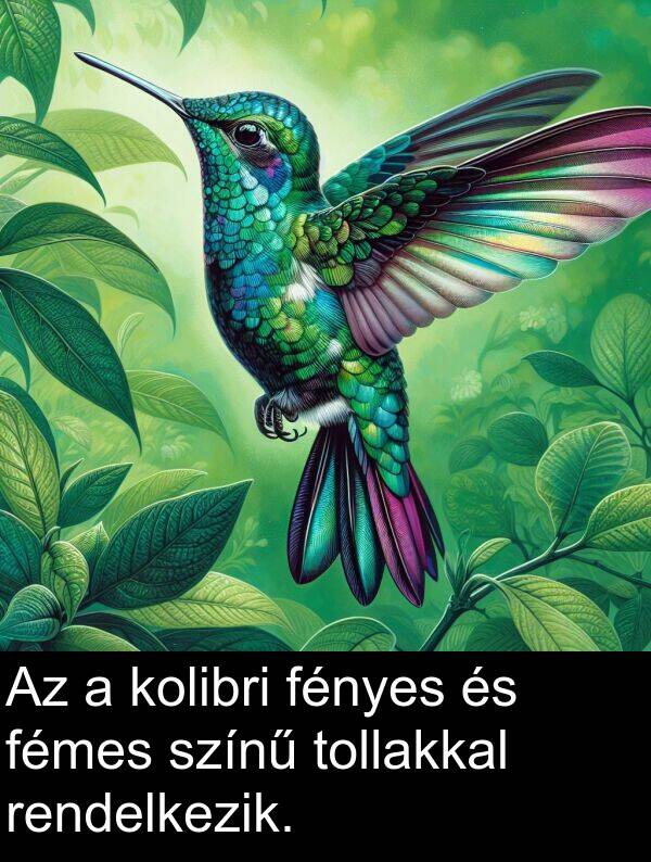 színű: Az a kolibri fényes és fémes színű tollakkal rendelkezik.