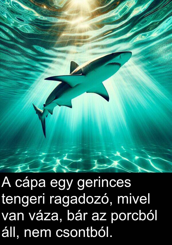 cápa: A cápa egy gerinces tengeri ragadozó, mivel van váza, bár az porcból áll, nem csontból.
