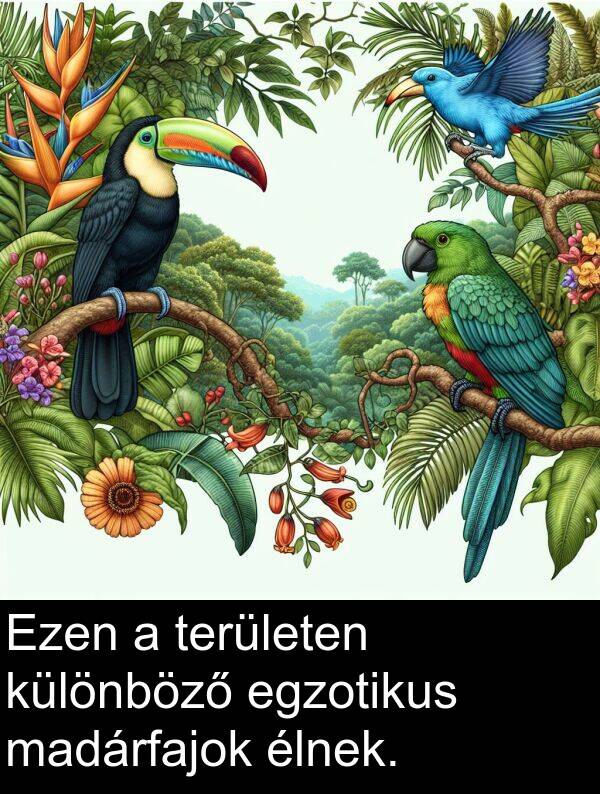 madárfajok: Ezen a területen különböző egzotikus madárfajok élnek.
