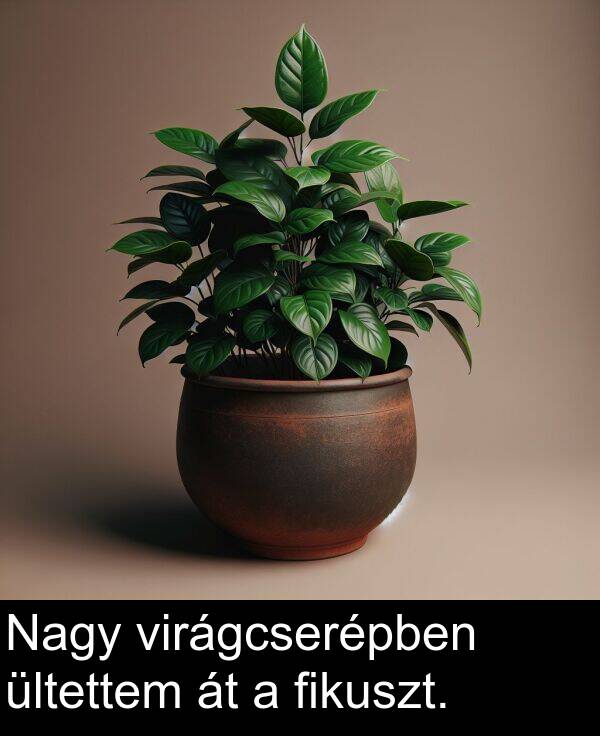 virágcserépben: Nagy virágcserépben ültettem át a fikuszt.