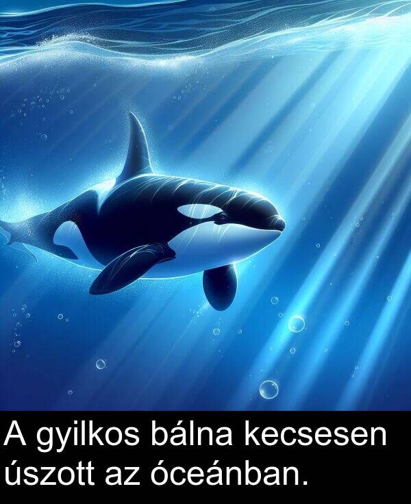 óceánban: A gyilkos bálna kecsesen úszott az óceánban.