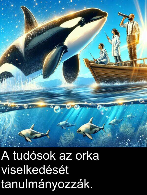 orka: A tudósok az orka viselkedését tanulmányozzák.