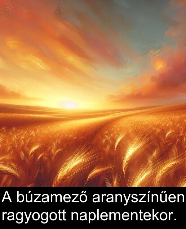 naplementekor: A búzamező aranyszínűen ragyogott naplementekor.