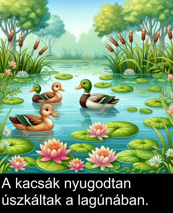 úszkáltak: A kacsák nyugodtan úszkáltak a lagúnában.