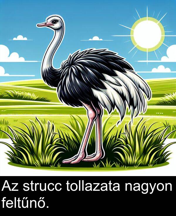 nagyon: Az strucc tollazata nagyon feltűnő.