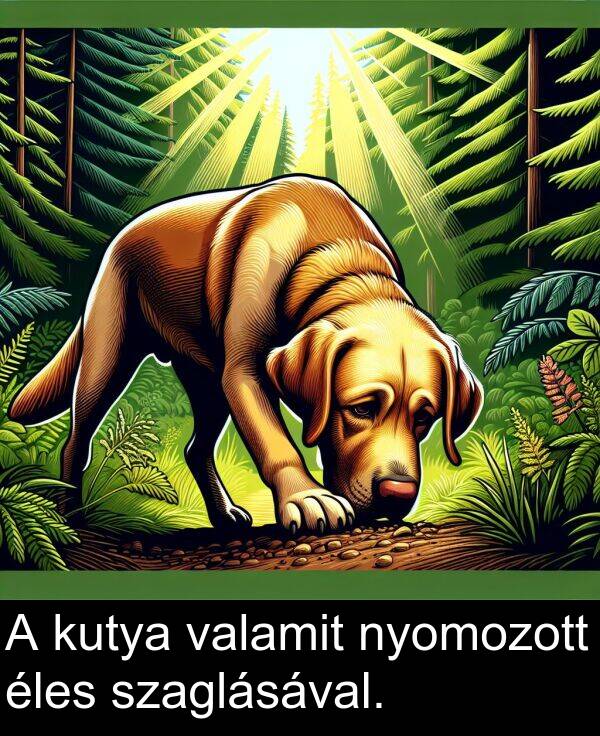 valamit: A kutya valamit nyomozott éles szaglásával.
