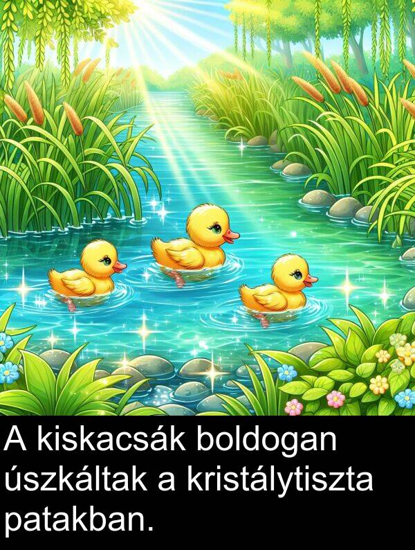 patakban: A kiskacsák boldogan úszkáltak a kristálytiszta patakban.