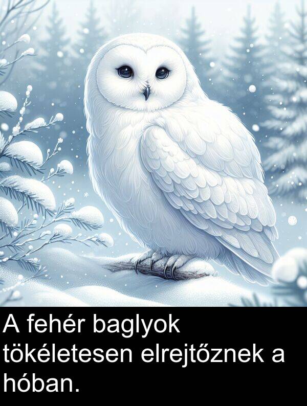 baglyok: A fehér baglyok tökéletesen elrejtőznek a hóban.