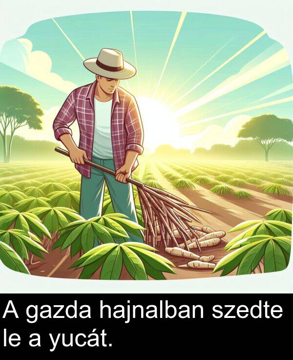 yucát: A gazda hajnalban szedte le a yucát.