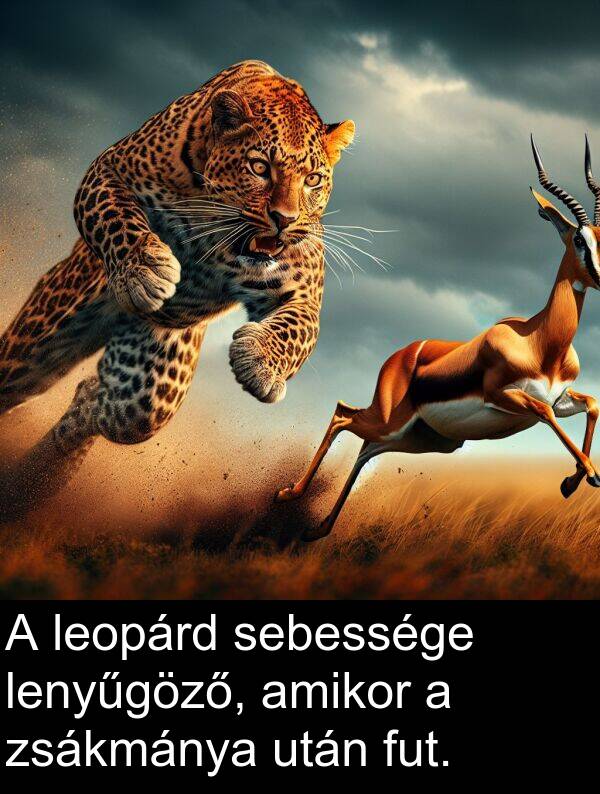 sebessége: A leopárd sebessége lenyűgöző, amikor a zsákmánya után fut.
