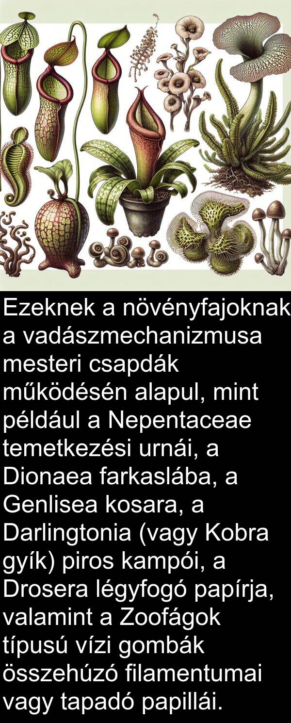 papírja: Ezeknek a növényfajoknak a vadászmechanizmusa mesteri csapdák működésén alapul, mint például a Nepentaceae temetkezési urnái, a Dionaea farkaslába, a Genlisea kosara, a Darlingtonia (vagy Kobra gyík) piros kampói, a Drosera légyfogó papírja, valamint a Zoofágok típusú vízi gombák összehúzó filamentumai vagy tapadó papillái.