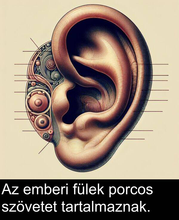 porcos: Az emberi fülek porcos szövetet tartalmaznak.