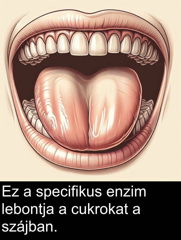 cukrokat: Ez a specifikus enzim lebontja a cukrokat a szájban.