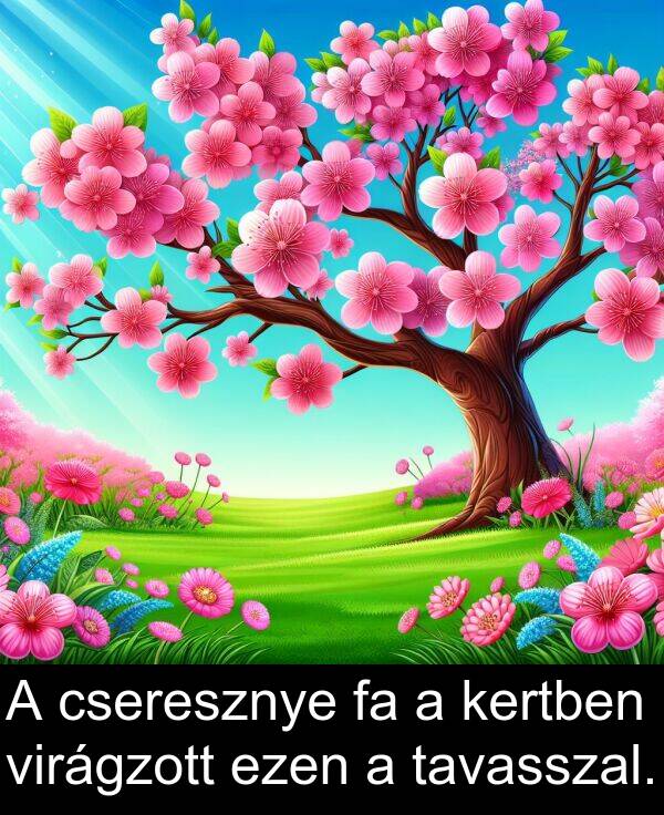 cseresznye: A cseresznye fa a kertben virágzott ezen a tavasszal.