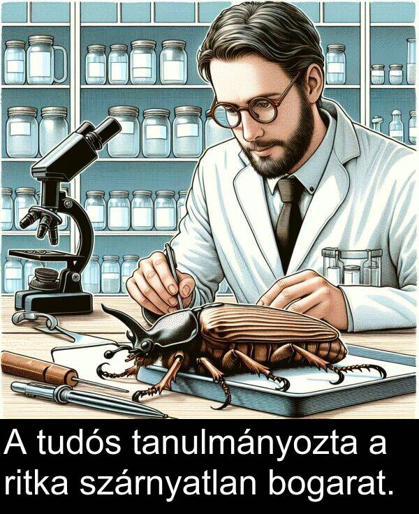 tanulmányozta: A tudós tanulmányozta a ritka szárnyatlan bogarat.