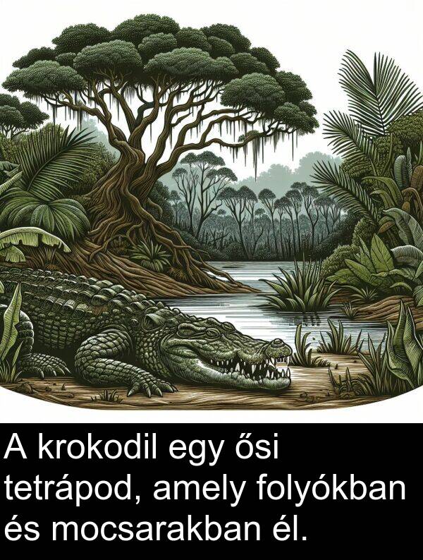 mocsarakban: A krokodil egy ősi tetrápod, amely folyókban és mocsarakban él.