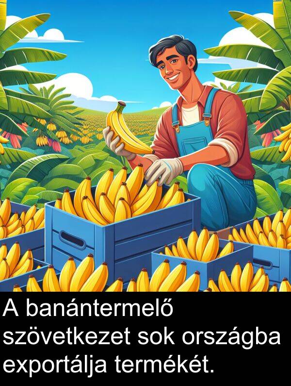 banántermelő: A banántermelő szövetkezet sok országba exportálja termékét.