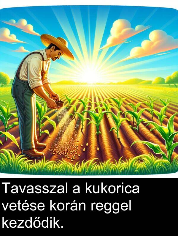 vetése: Tavasszal a kukorica vetése korán reggel kezdődik.