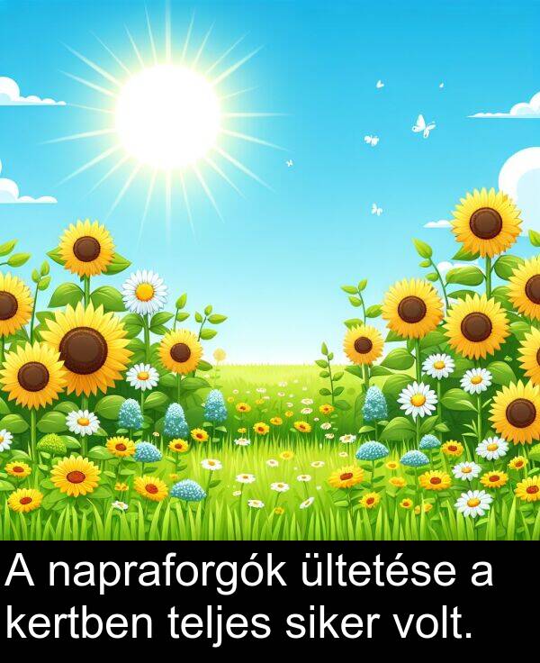 napraforgók: A napraforgók ültetése a kertben teljes siker volt.