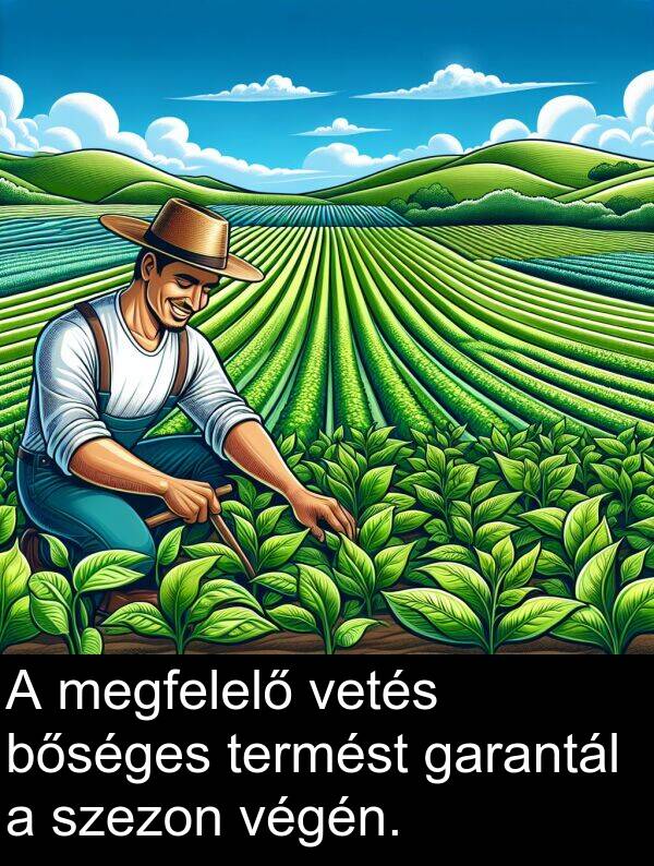 megfelelő: A megfelelő vetés bőséges termést garantál a szezon végén.
