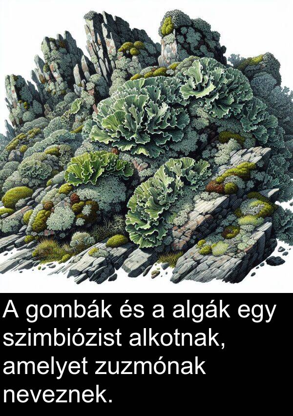 alkotnak: A gombák és a algák egy szimbiózist alkotnak, amelyet zuzmónak neveznek.