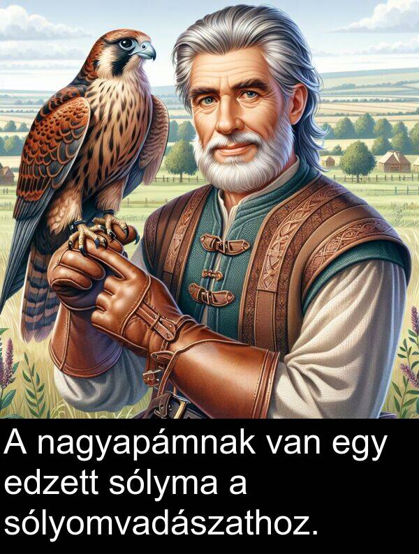 nagyapámnak: A nagyapámnak van egy edzett sólyma a sólyomvadászathoz.