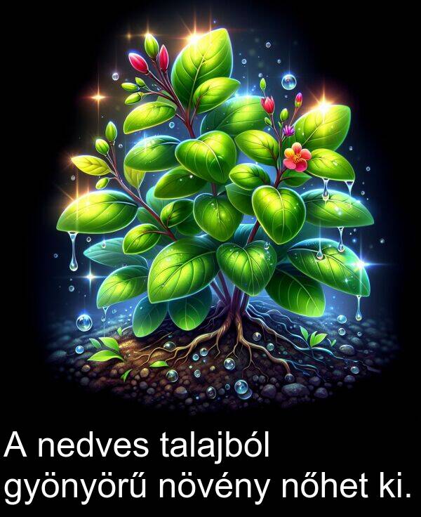 talajból: A nedves talajból gyönyörű növény nőhet ki.