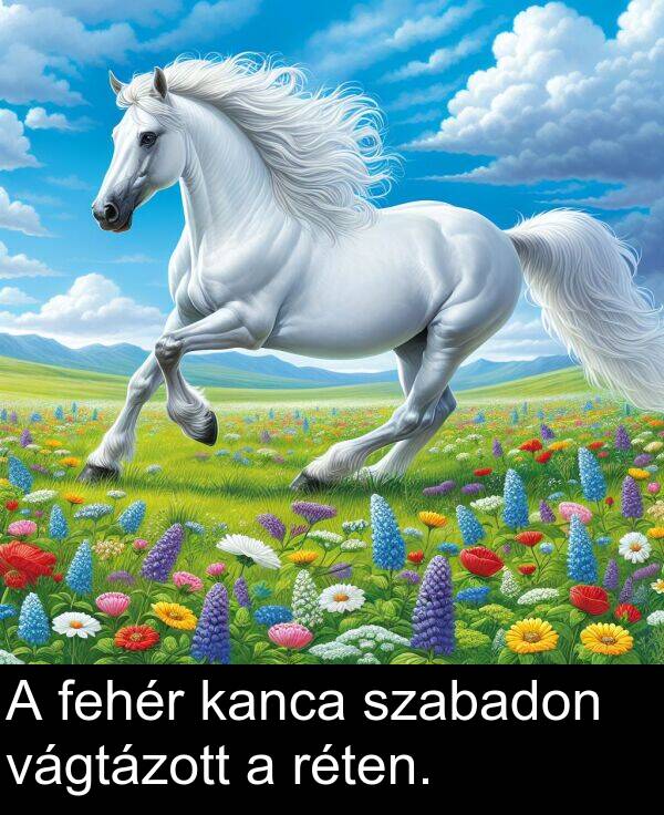vágtázott: A fehér kanca szabadon vágtázott a réten.