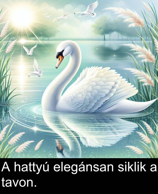 tavon: A hattyú elegánsan siklik a tavon.