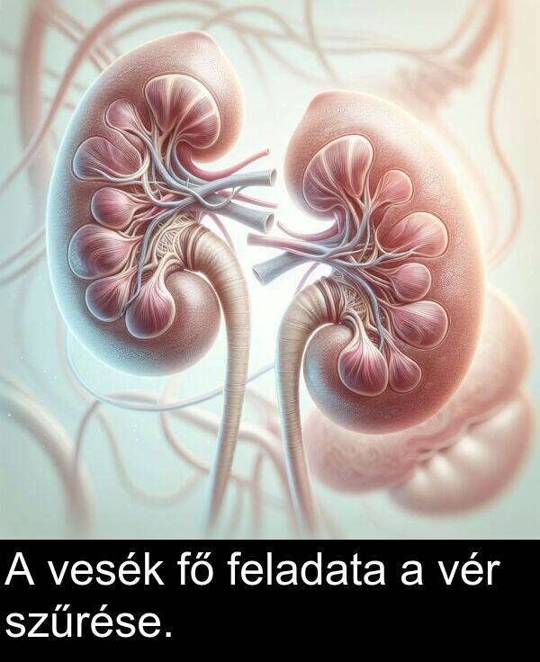 vér: A vesék fő feladata a vér szűrése.
