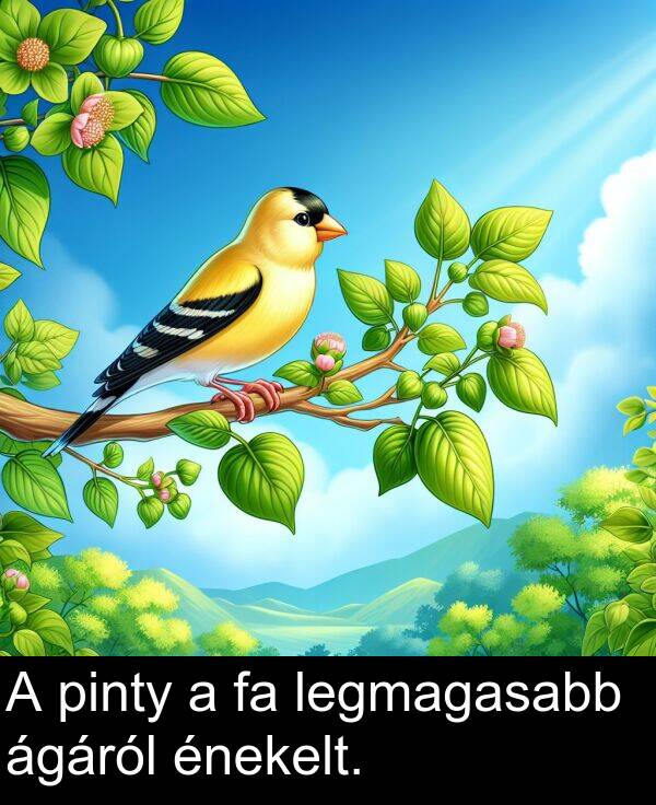 ágáról: A pinty a fa legmagasabb ágáról énekelt.