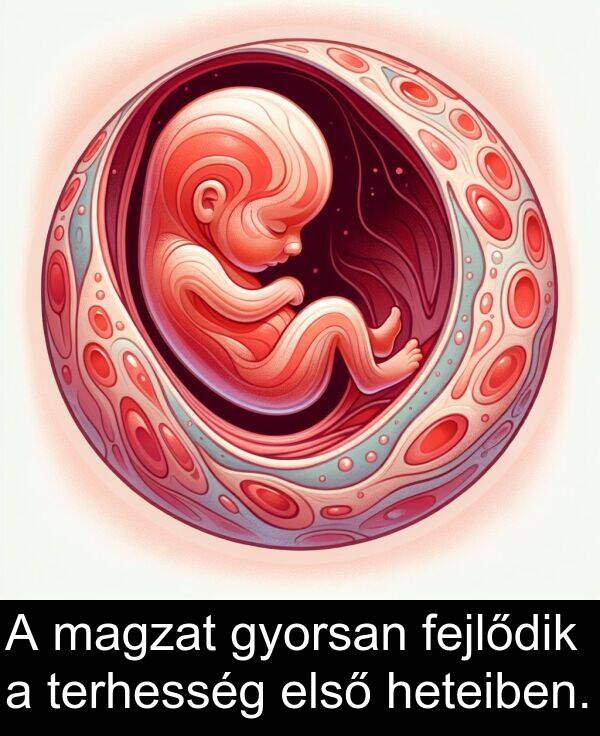 magzat: A magzat gyorsan fejlődik a terhesség első heteiben.