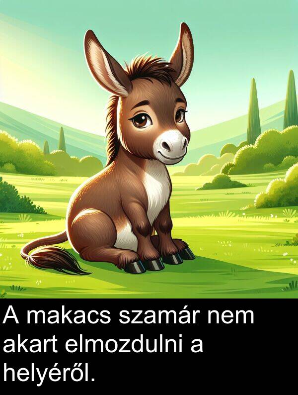 makacs: A makacs szamár nem akart elmozdulni a helyéről.