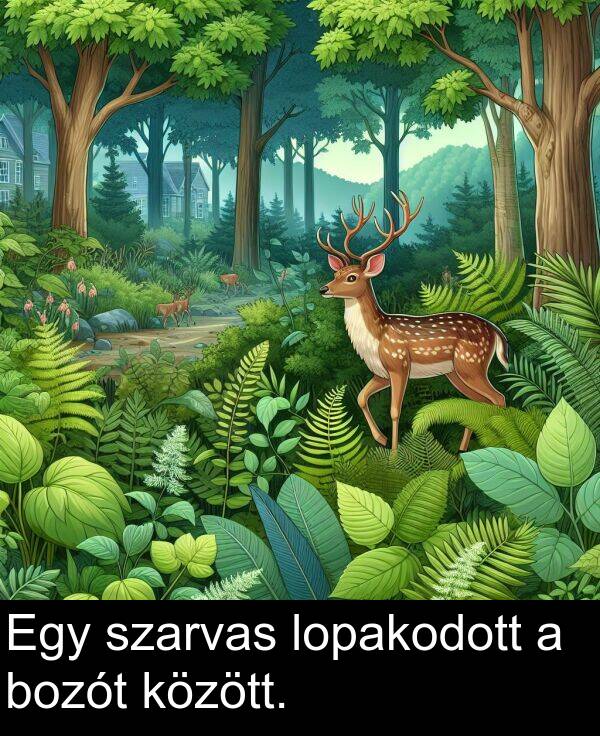 szarvas: Egy szarvas lopakodott a bozót között.