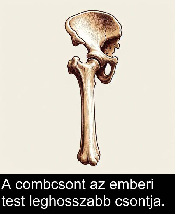 combcsont: A combcsont az emberi test leghosszabb csontja.