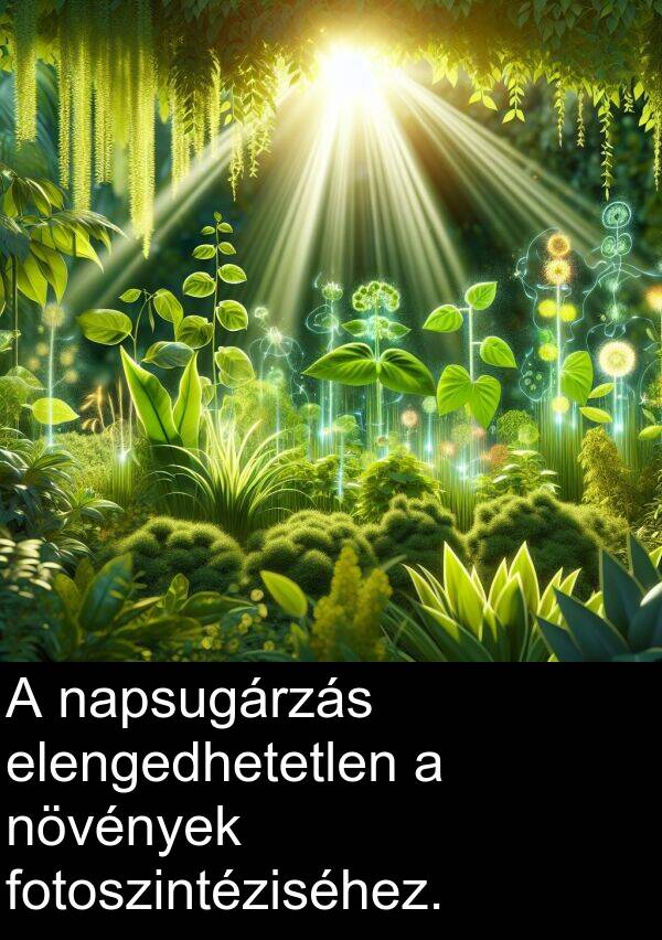 napsugárzás: A napsugárzás elengedhetetlen a növények fotoszintéziséhez.