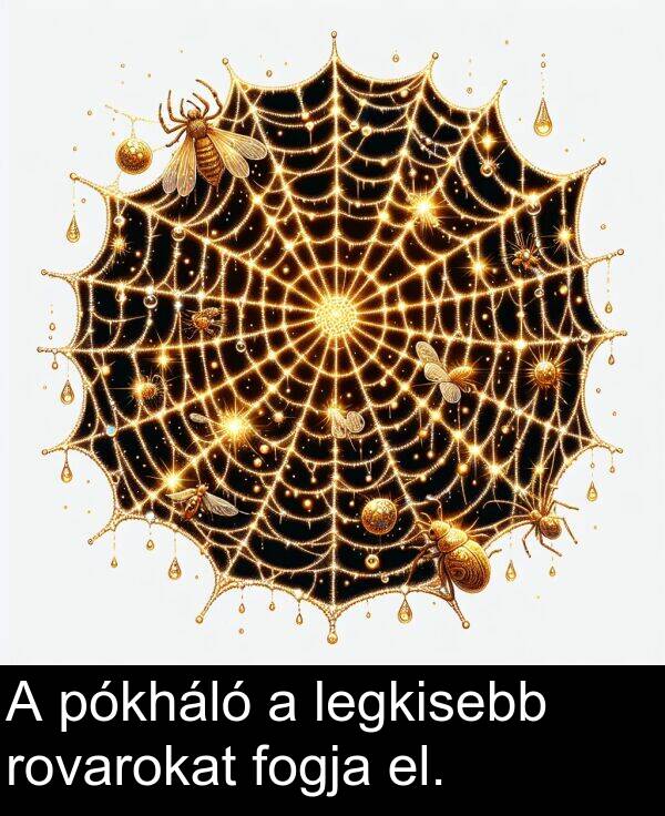pókháló: A pókháló a legkisebb rovarokat fogja el.