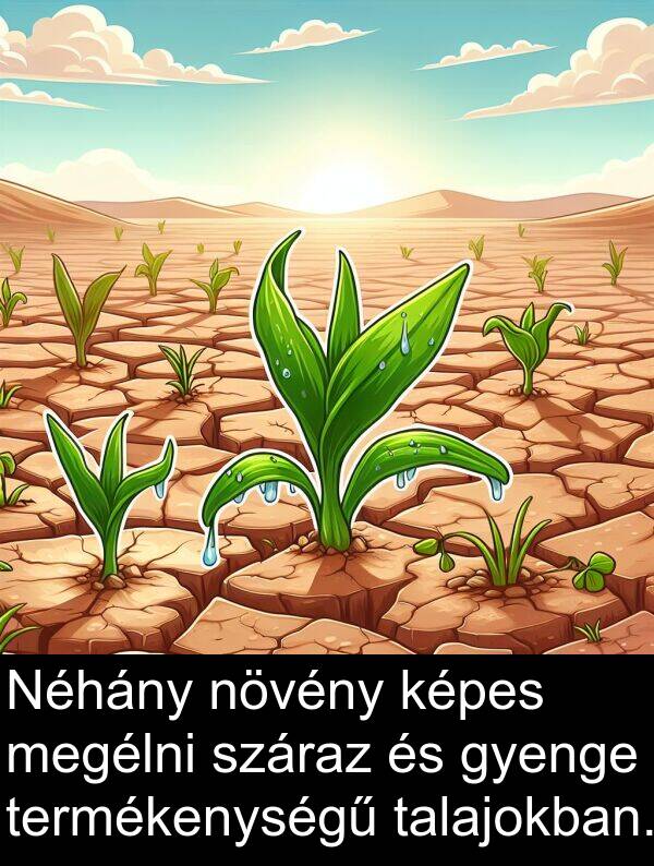 talajokban: Néhány növény képes megélni száraz és gyenge termékenységű talajokban.