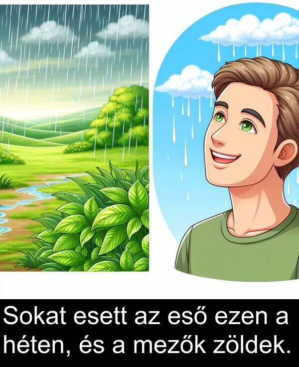 zöldek: Sokat esett az eső ezen a héten, és a mezők zöldek.