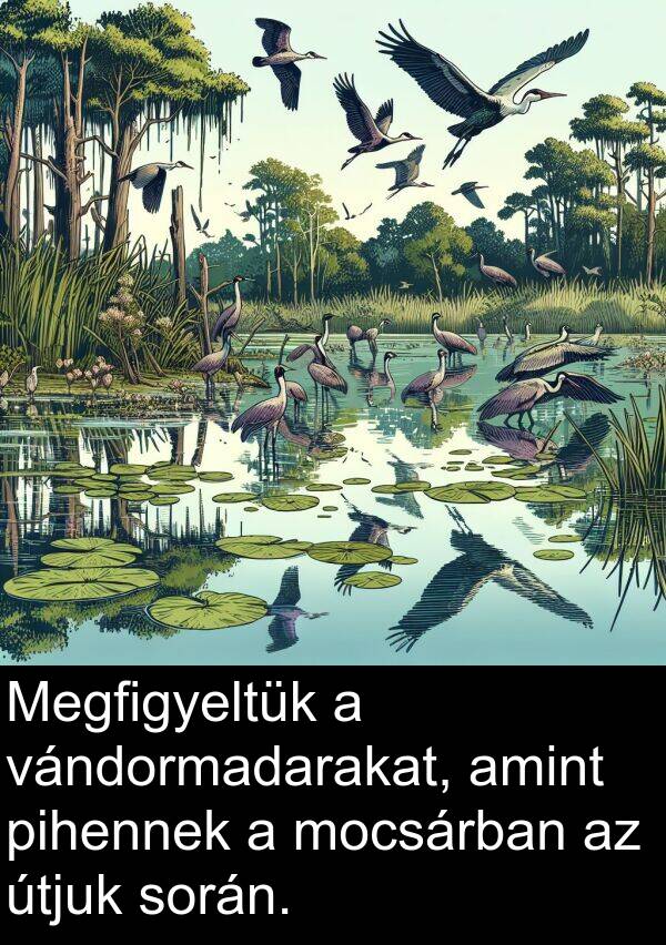 útjuk: Megfigyeltük a vándormadarakat, amint pihennek a mocsárban az útjuk során.