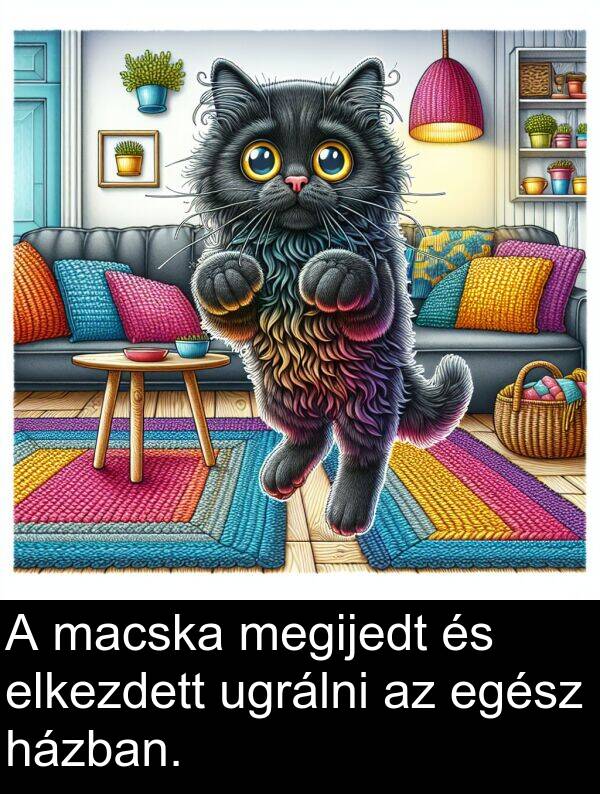 macska: A macska megijedt és elkezdett ugrálni az egész házban.